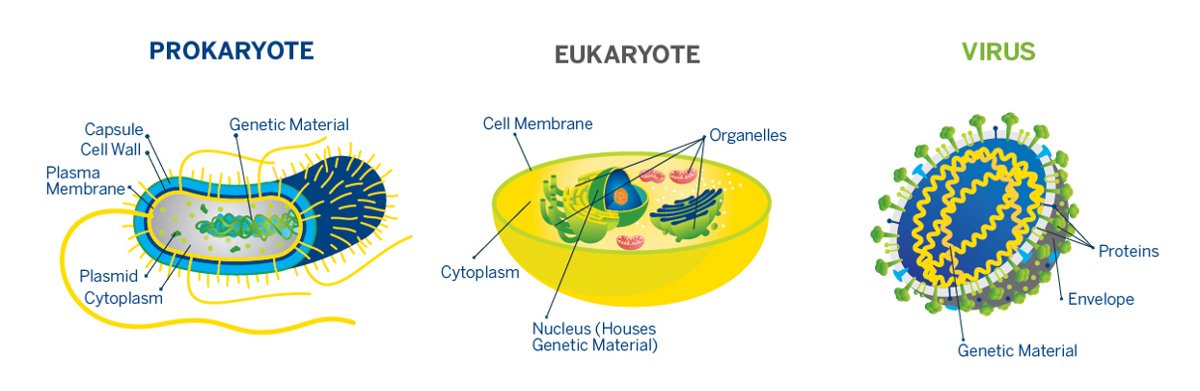 do non living things have prokaryotic cells